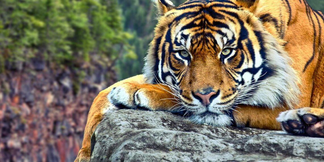 Kisah Ahli Tahajud dan Harimau