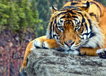 Kisah Ahli Tahajud dan Harimau